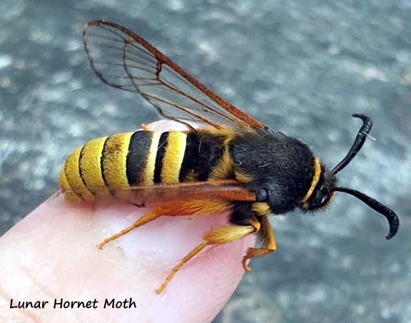 Name:  lunar hornet moth.jpg
Views: 1160
Size:  36.7 KB