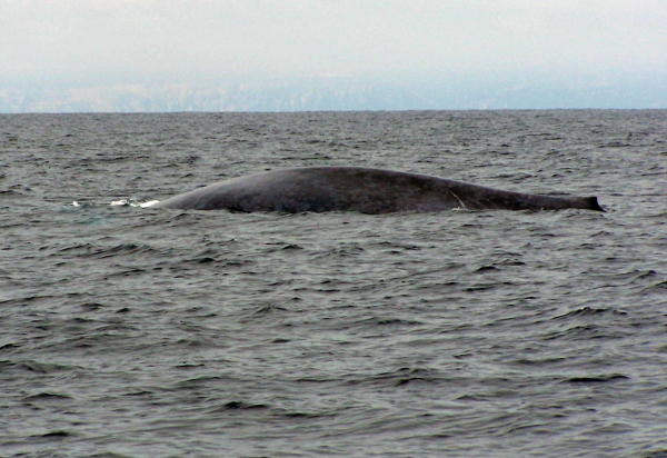 Name:  bluewhale.JPG
Views: 370
Size:  50.5 KB