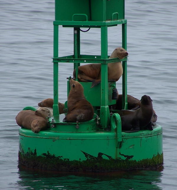 Name:  sea lions.JPG
Views: 361
Size:  58.7 KB