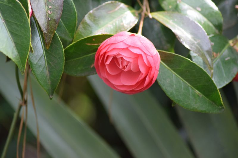 Name:  BroadroseJapaneseCamellia-004.JPG
Views: 250
Size:  61.8 KB