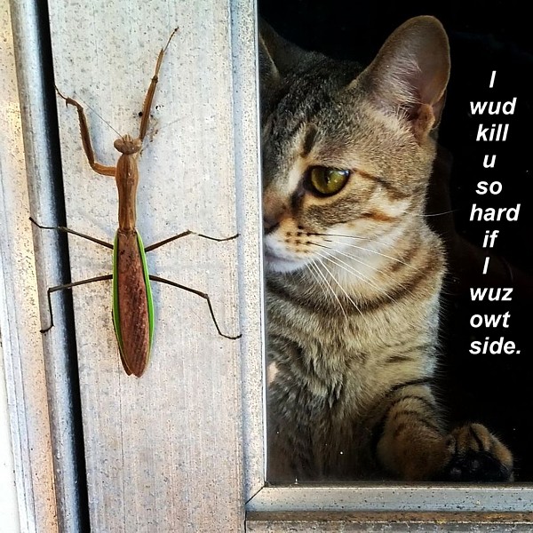 Name:  watchingaprayingmantis.jpg
Views: 366
Size:  133.6 KB