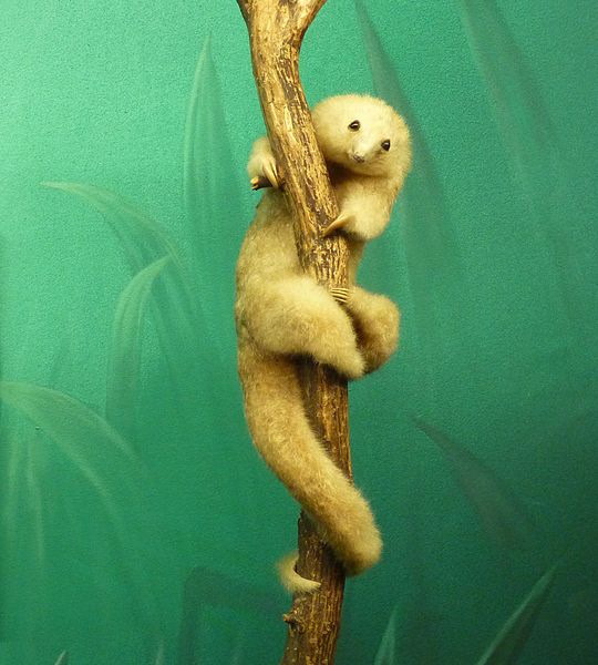 Name:  silky anteater.JPG
Views: 255
Size:  56.1 KB