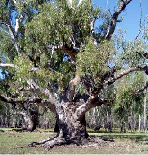 Name:  page8 redgum.jpg
Views: 832
Size:  125.2 KB