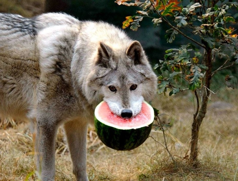 Name:  wolfwithwatermelon.jpg
Views: 546
Size:  163.9 KB