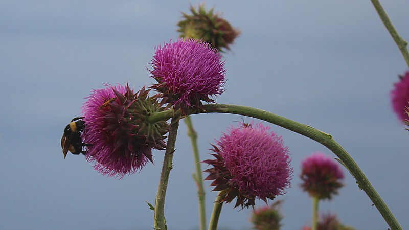 Name:  beethistle.jpg
Views: 1525
Size:  76.4 KB