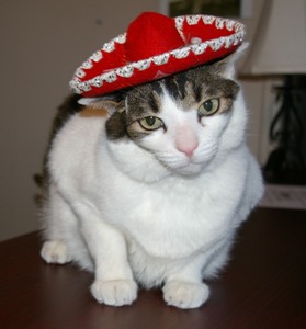 Name:  sombrero-kitty.jpg
Views: 204
Size:  76.8 KB