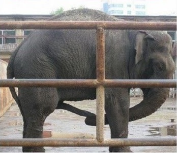 Name:  elephant-masturbting1.jpg
Views: 7193
Size:  39.7 KB