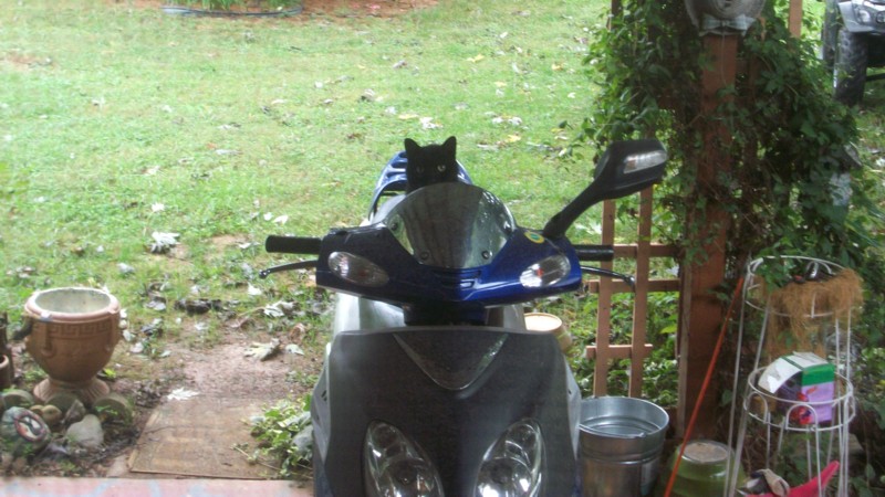 Name:  Slick on Scooter.jpg
Views: 344
Size:  132.6 KB