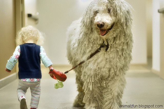 Name:  Komondor Dog With Baby.jpg
Views: 512
Size:  86.6 KB