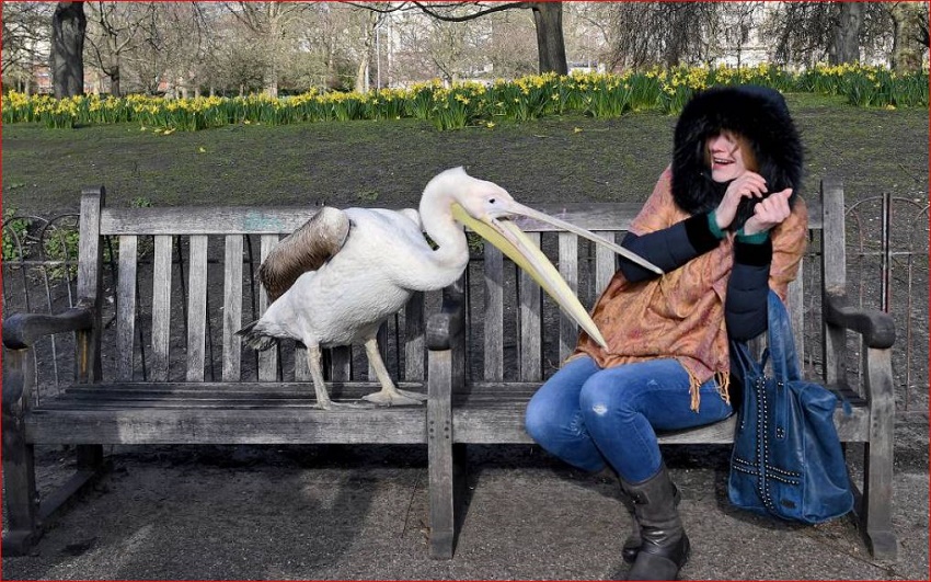 Name:  Pelican.JPG
Views: 2183
Size:  258.5 KB