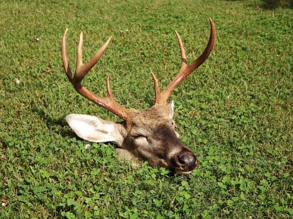 Name:  Deer Number 70.jpg
Views: 445
Size:  85.3 KB