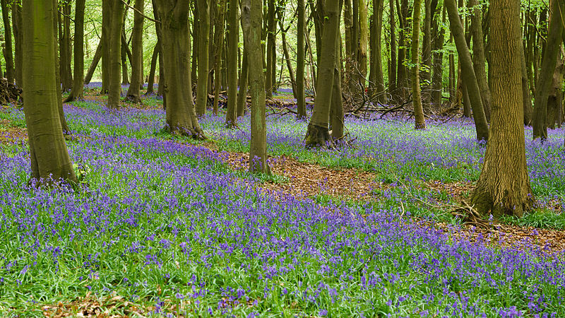 Name:  Bluebells,_Ashridge_Estate,_2015a.jpg
Views: 584
Size:  218.7 KB