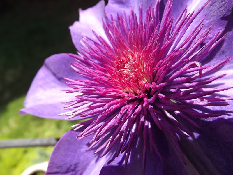 Name:  clematis.jpg
Views: 213
Size:  161.7 KB