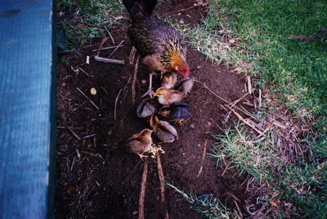 Name:  chickens by picnic table.jpg
Views: 605
Size:  86.1 KB