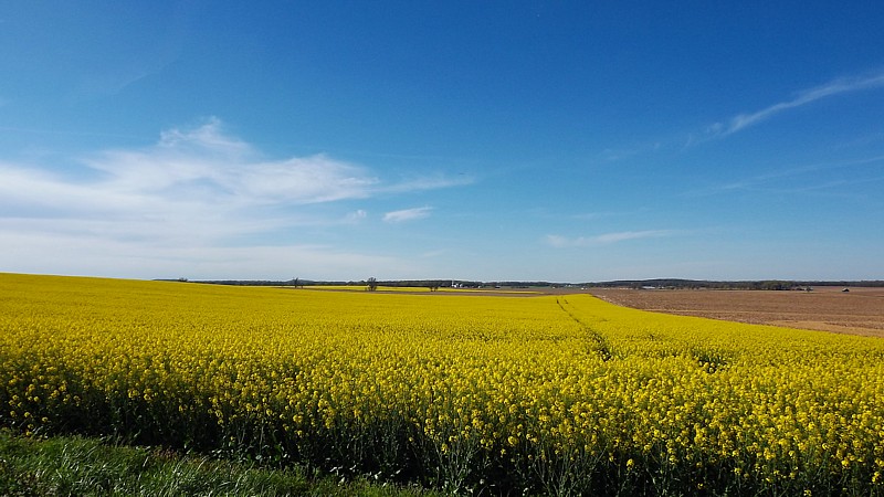 Name:  Canola 1.jpg
Views: 318
Size:  143.1 KB