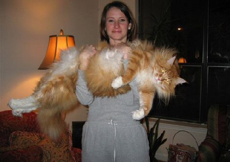 Name:  largest_cat.jpg
Views: 1117
Size:  25.4 KB