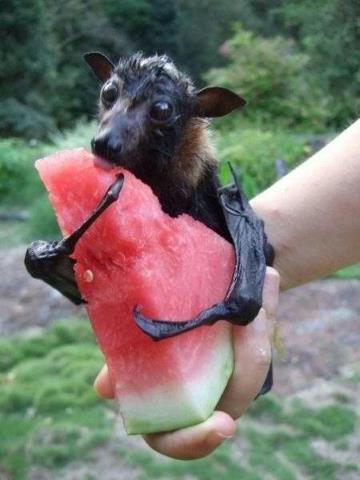 Name:  batwatermelon.jpg
Views: 1138
Size:  25.1 KB