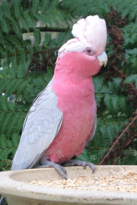 Name:  galah.jpg
Views: 1843
Size:  43.7 KB