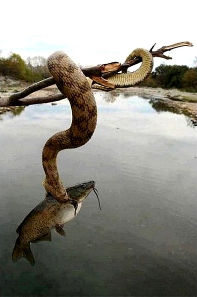 Name:  rattlesnakefishing.jpg
Views: 490
Size:  50.7 KB