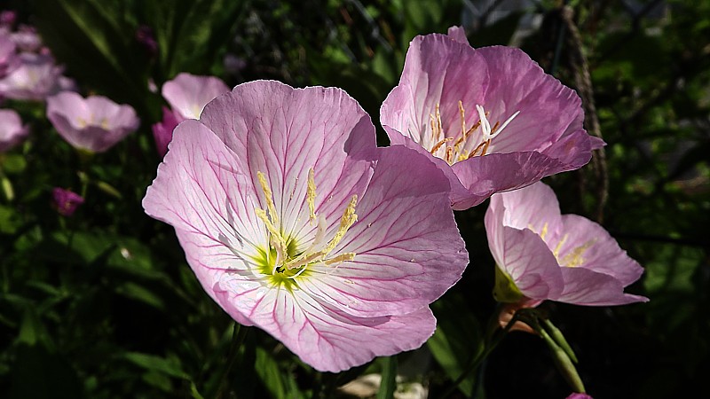 Name:  Evening Primrose.jpg
Views: 192
Size:  124.9 KB