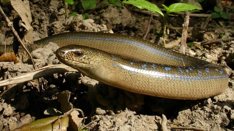 Name:  Slow Worm.jpg
Views: 647
Size:  174.9 KB