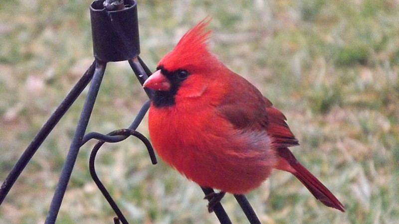 Name:  Cardinal.jpg
Views: 154
Size:  110.6 KB