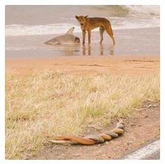 Name:  dingosharksnakes.JPG
Views: 227
Size:  18.8 KB