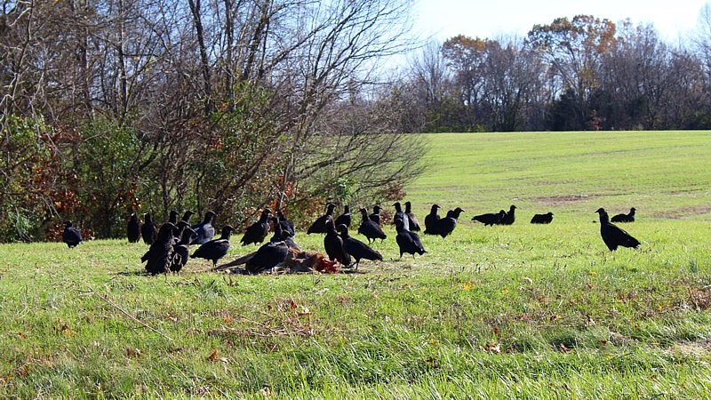 Name:  American Black Vultures 3.jpg
Views: 2455
Size:  219.2 KB