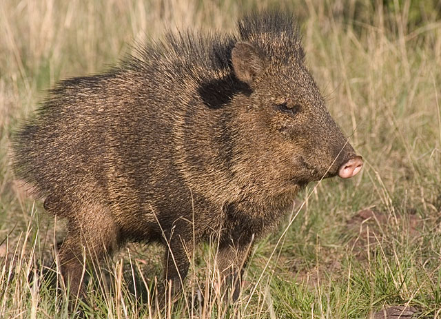 Name:  javelina.jpg
Views: 616
Size:  152.2 KB