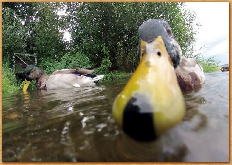 Name:  dogfaceduck.JPG
Views: 387
Size:  92.7 KB