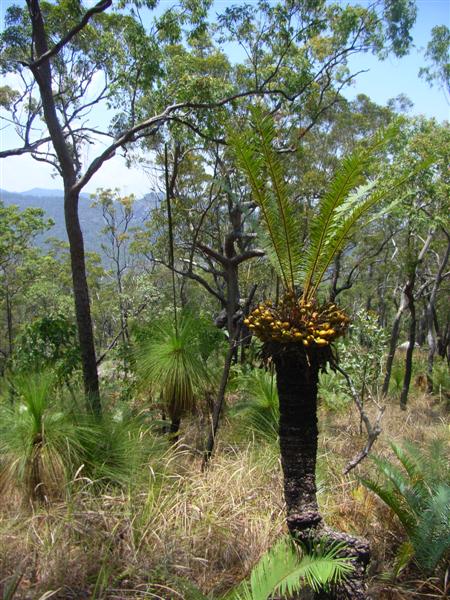 Name:  Cycad.JPG
Views: 212
Size:  89.3 KB