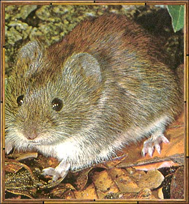 Name:  vole.jpg
Views: 317
Size:  81.6 KB