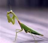 Name:  praying mantis.jpg
Views: 682
Size:  2.9 KB
