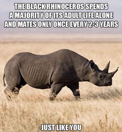 Name:  rhino.JPG
Views: 1000
Size:  45.8 KB