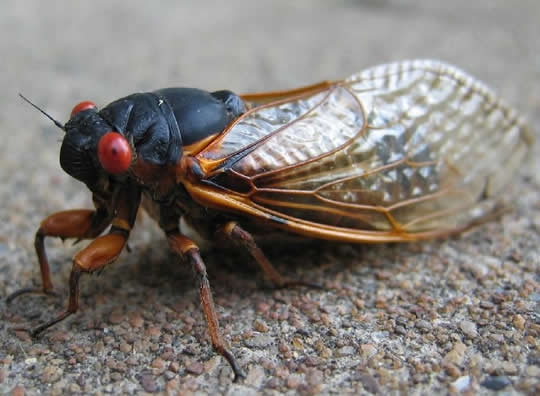 Name:  cicada83.jpg
Views: 234
Size:  33.2 KB