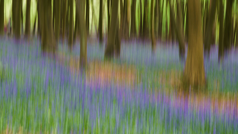 Name:  Bluebells_ICM,_Ashridge_Estate,_2015.jpg
Views: 447
Size:  75.4 KB