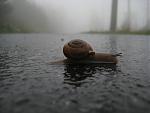 snail crossing the road