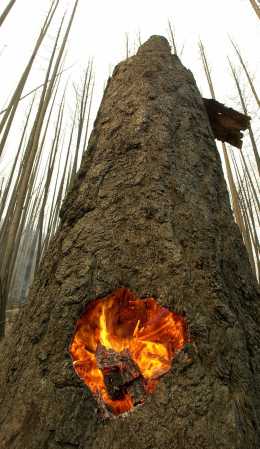 tree burning inside cellar fire