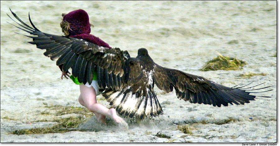 eagle attack